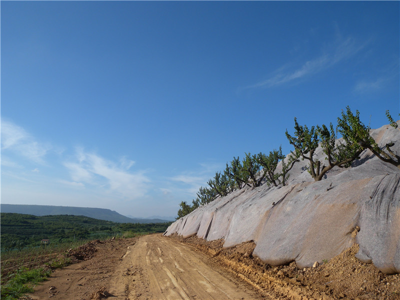 蘋(píng)果基地