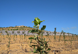 蘋(píng)果基地
