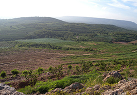 蘋(píng)果基地