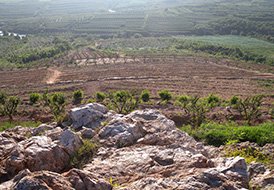 蘋(píng)果基地