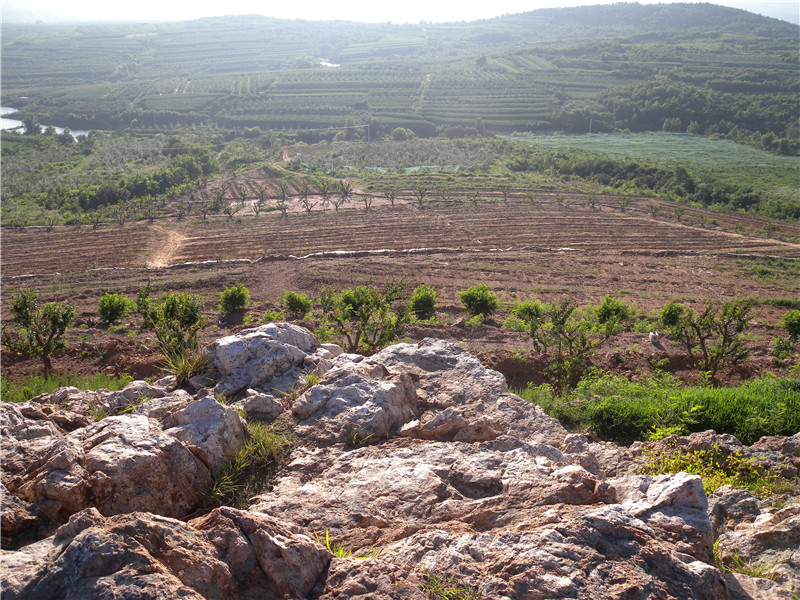 蘋(píng)果基地
