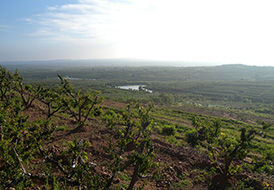 蘋(píng)果基地