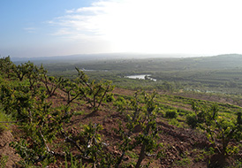 蘋(píng)果基地